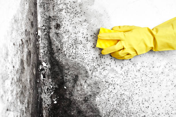 Best Insurance-Related Mold Remediation in York, AL