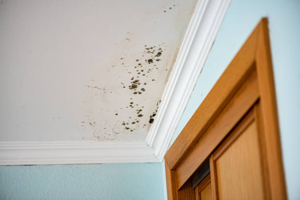 Best Health and Safety Mold Remediation in York, AL