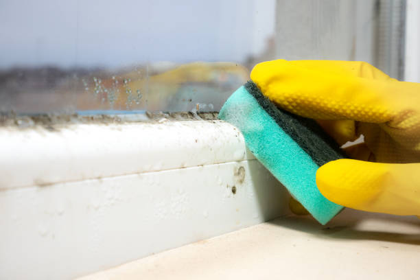 Best DIY Mold Remediation Support Services in York, AL