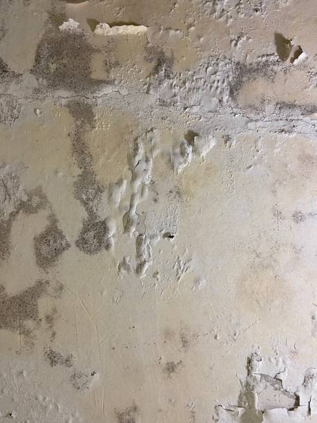 Best Post-Flood Mold Remediation in York, AL