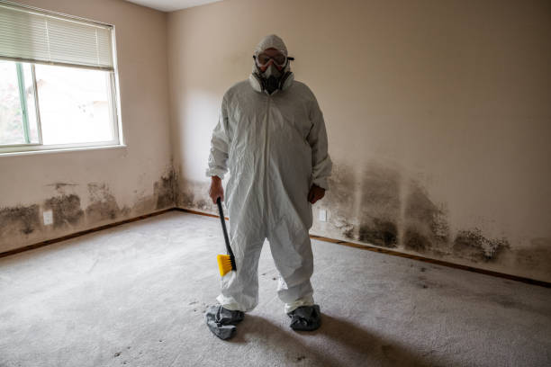 Best HVAC Mold Remediation in York, AL