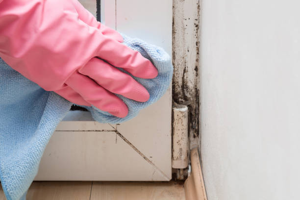 Best Mold Remediation for Schools in York, AL